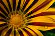 flower[rudbeckia]_01
