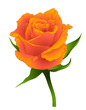 Roses.