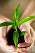 Plant.