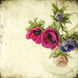 anemoni lilla - texuture