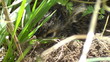 Hase - Leporidae - Jungtier