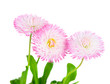 marguerite isolated