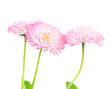 marguerite isolated