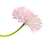 marguerite isolated
