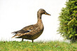 Stockente