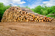 Pine timber stacked at lumber yard