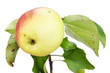 Yellow red ecological apple  on  branch
