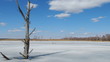 Spring in the swamp, time lapse clip