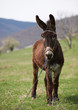 Brown donkey Brown donkey