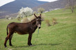 Donkey on green field Donkey on green field