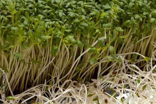 Photo: Fresh alfalfa sprouts and cress on white background Fresh alfalfa sprouts and cress on white background
