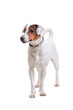 Jack Russel Terrier dog portrait