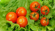 tomatos on lettuce