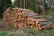 Foto: Holzstapel im Wald Holzstapel im Wald