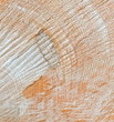 Holzstamm Detail