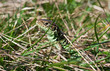 Lizard in the grass