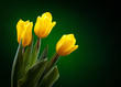 Photo: yellow tulip on dark green background yellow tulip on dark green background