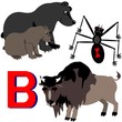 B bear, bison and black widow