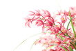 pink orchid
