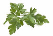 Ramillete de perejil.