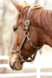 golden brown horse
