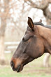 Brown horse