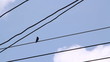 lonely Common Tailor bird