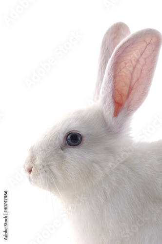 Photo: Rabbit Rabbit