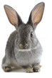 Grey rabbit