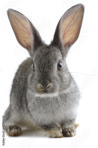 Photo: Grey rabbit Grey rabbit