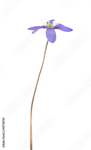 Photo: Liverleaf, hepatica nobilis isolated on black background Liverleaf, hepatica nobilis isolated on black background