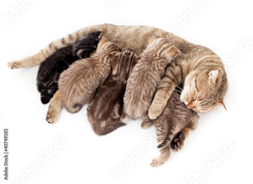 Photo: five kittens brood feeding by mother cat isolated five kittens brood feeding by mother cat isolated