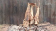 Grilled Striped  snake-head fish