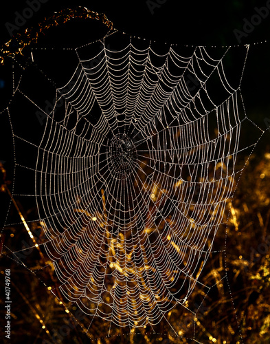 Photo: Photo Web at the sun shining in a dark forest. Photo Web at the sun shining in a dark forest.
