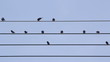 Common Tailorbirds flying from power lines