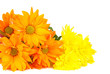 orange flowers