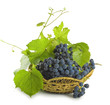 vine with leaves