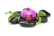 orchid