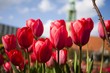 Tulpengrüße