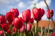 Tulpengrüße