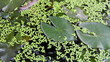 Guppy in a bowl of lotus flowers