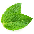 Two fresh mint leaves isolated on white background. Studio macro