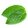 fresh mint leaves isolated on white background. Studio macro