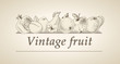Vector vintage banner with a picture of fruit
