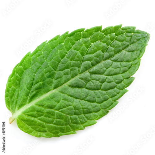 Photo: fresh mint leaves isolated on white background. Studio macro fresh mint leaves isolated on white background. Studio macro