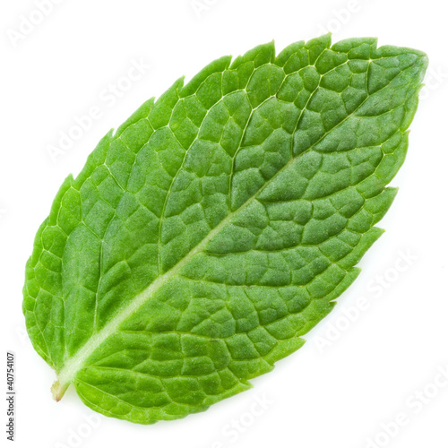 Photo: fresh mint leaves isolated on white background. Studio macro fresh mint leaves isolated on white background. Studio macro