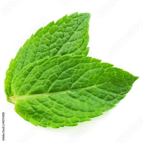 Photo: Two fresh mint leaves isolated on white background. Studio macro Two fresh mint leaves isolated on white background. Studio macro