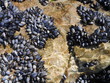 moules
