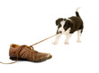 Puppy pulling shoe lace