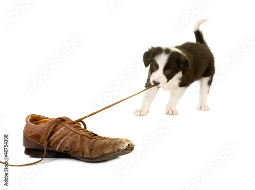 Photo: Puppy pulling shoe lace Puppy pulling shoe lace